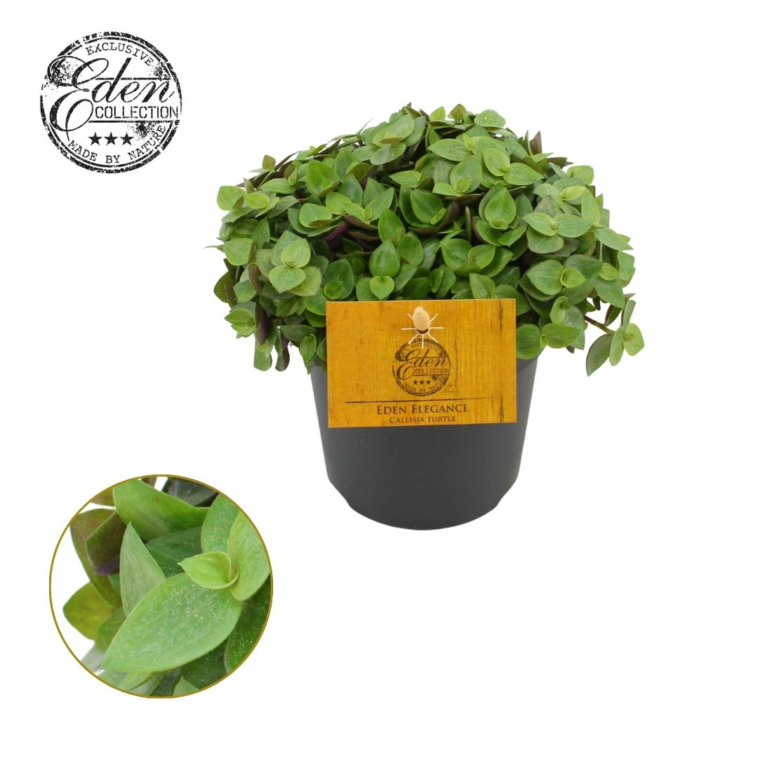 Callisia Turtle 15cm 510cm Pot