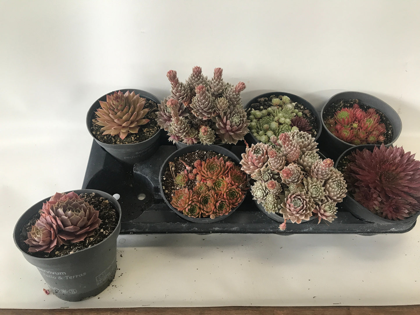 Sempervivum tectorum 12cm 14cm Pot