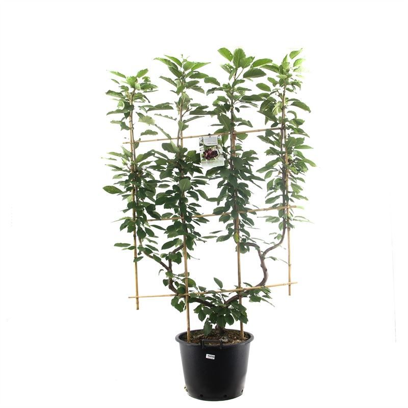 Prunus av. Hedelfinger Halfstam 150cm 45cm Pot