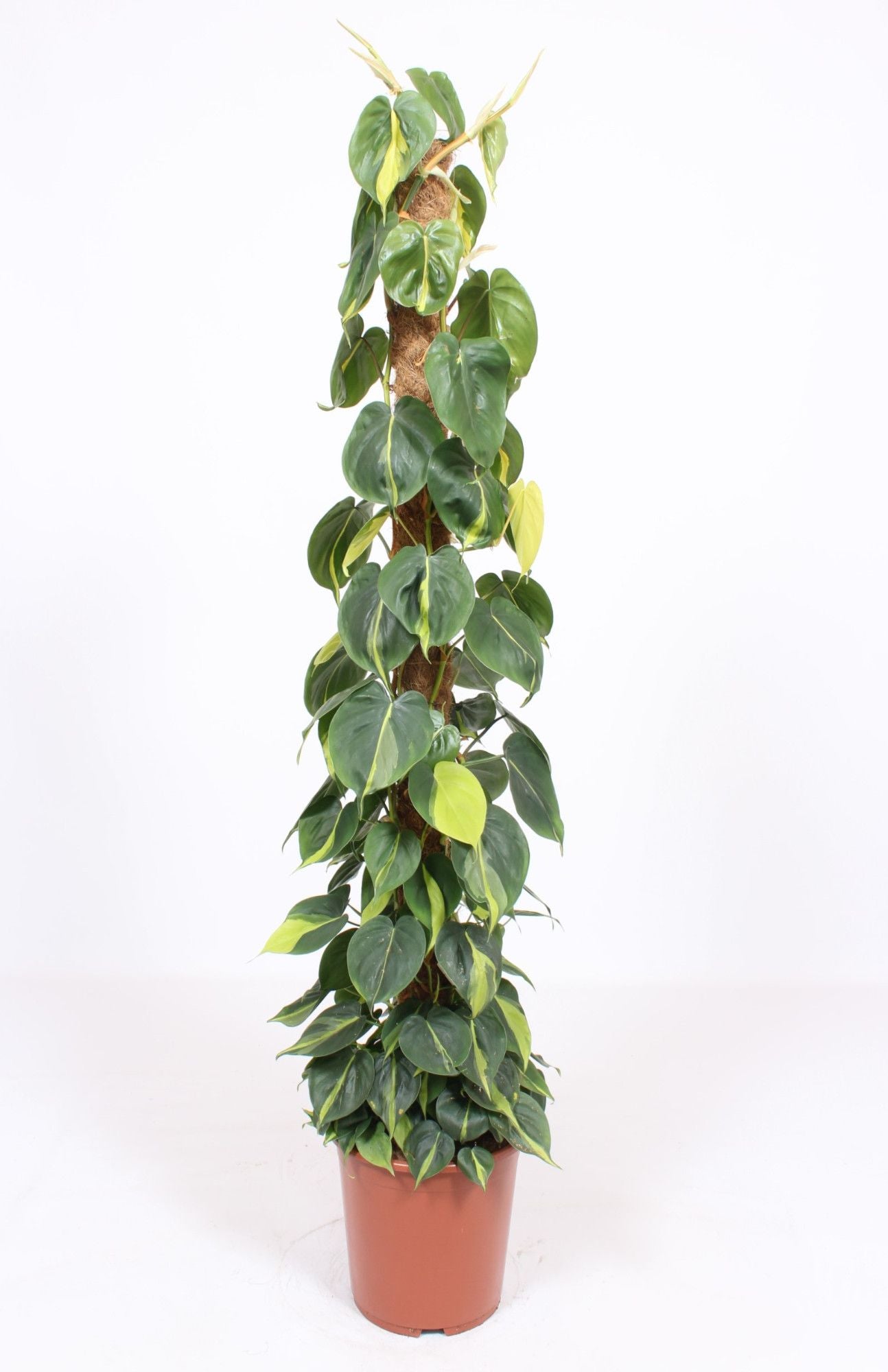 Philodendron Brasil mosspole 150cm 27cm Pot