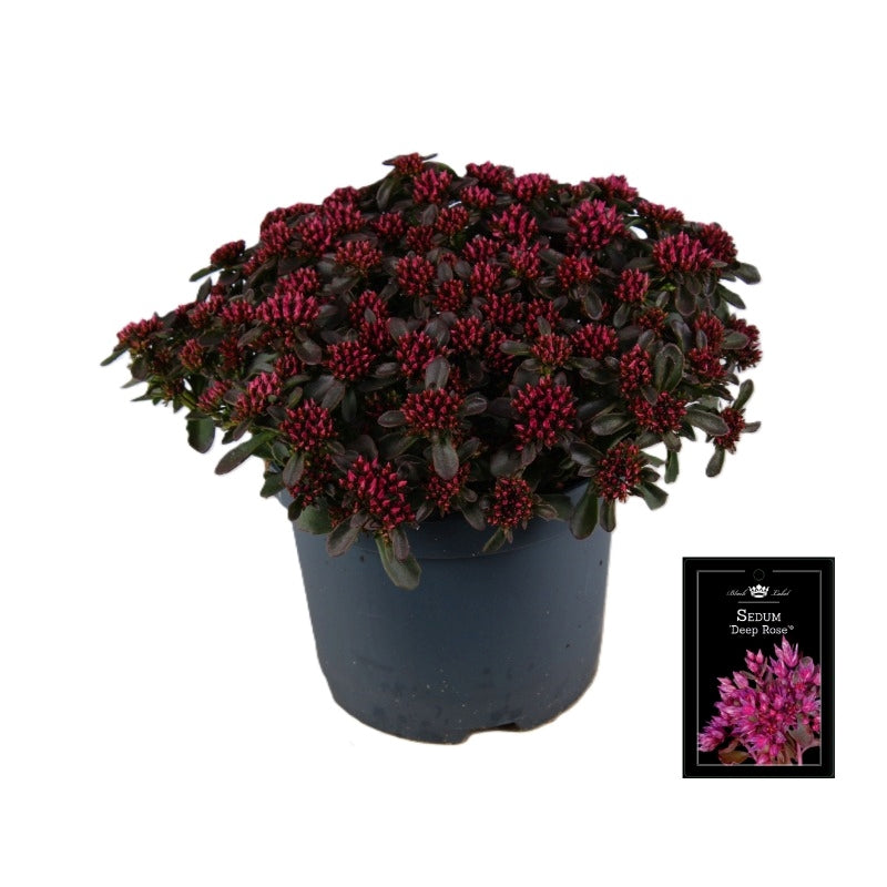 Sedum Spot on Deep Rose 35cm 19cm Pot