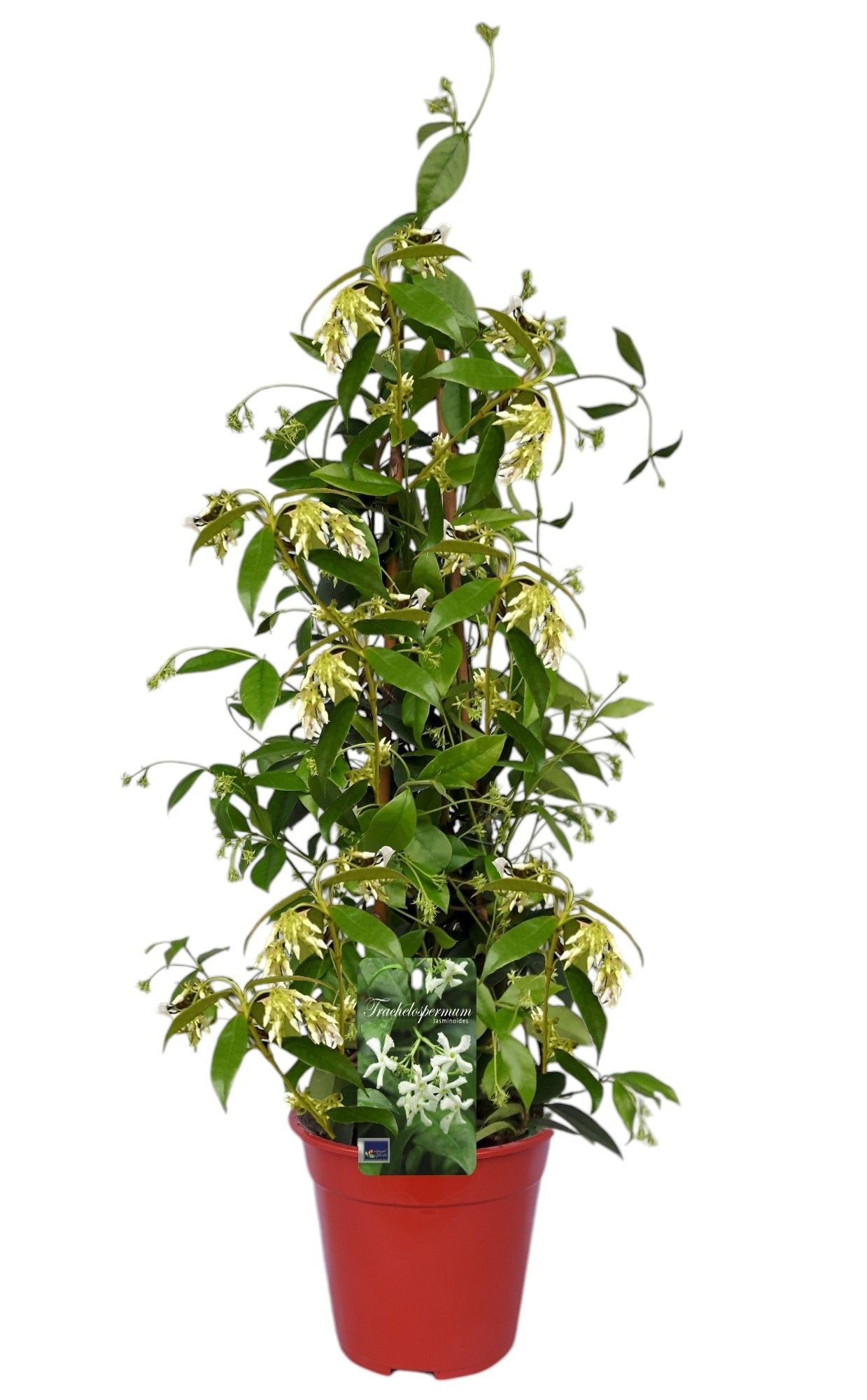 Trachelospermum jasminoides 75cm 19cm Pot