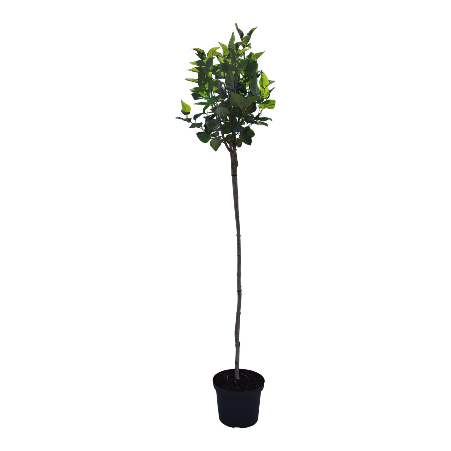 Syringa vul. Belle de Nancy 180cm 28cm Pot