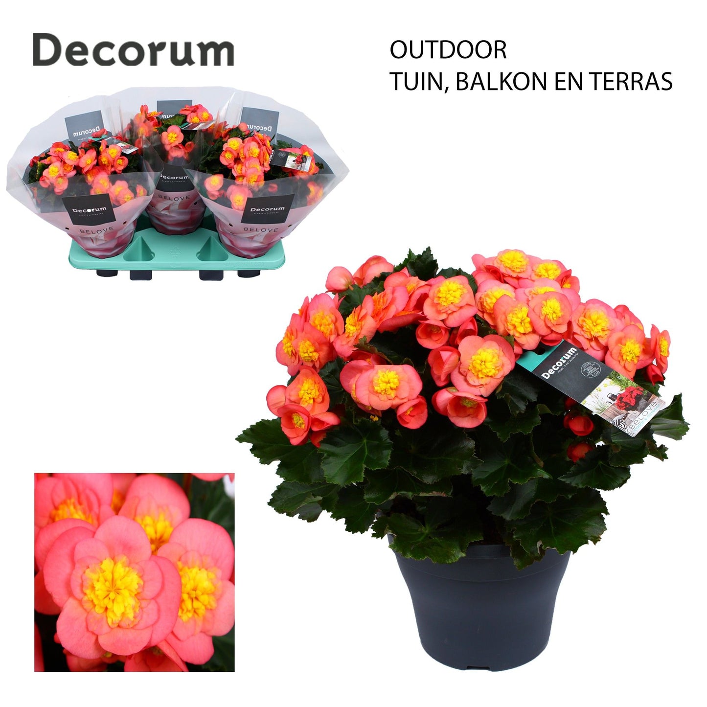 Begonia el. Belove Peach outdoor 35cm 19cm Pot