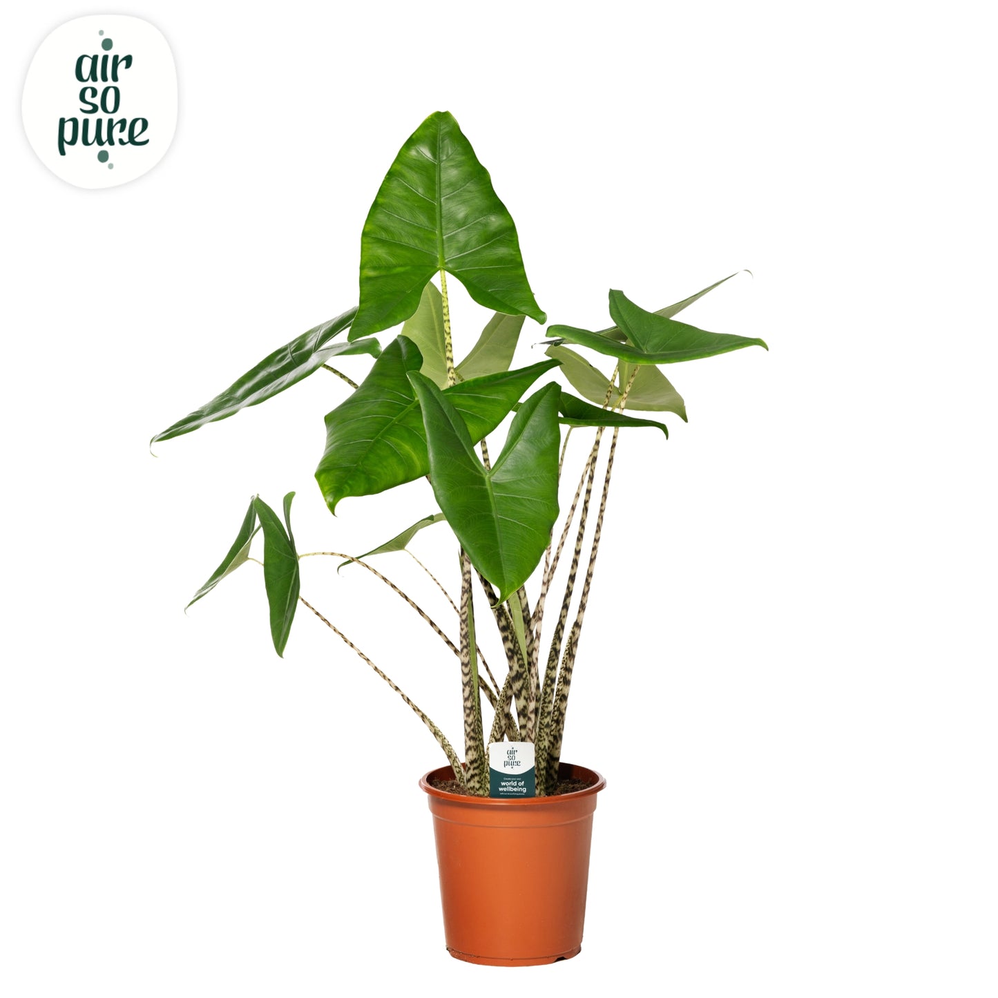 Alocasia Zebrina 80cm 24cm Pot