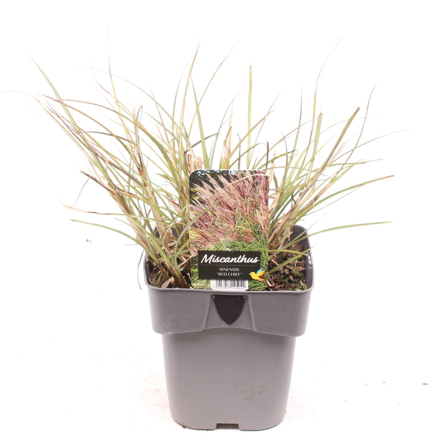 Miscanthus sinensis 35cm 17cm Pot