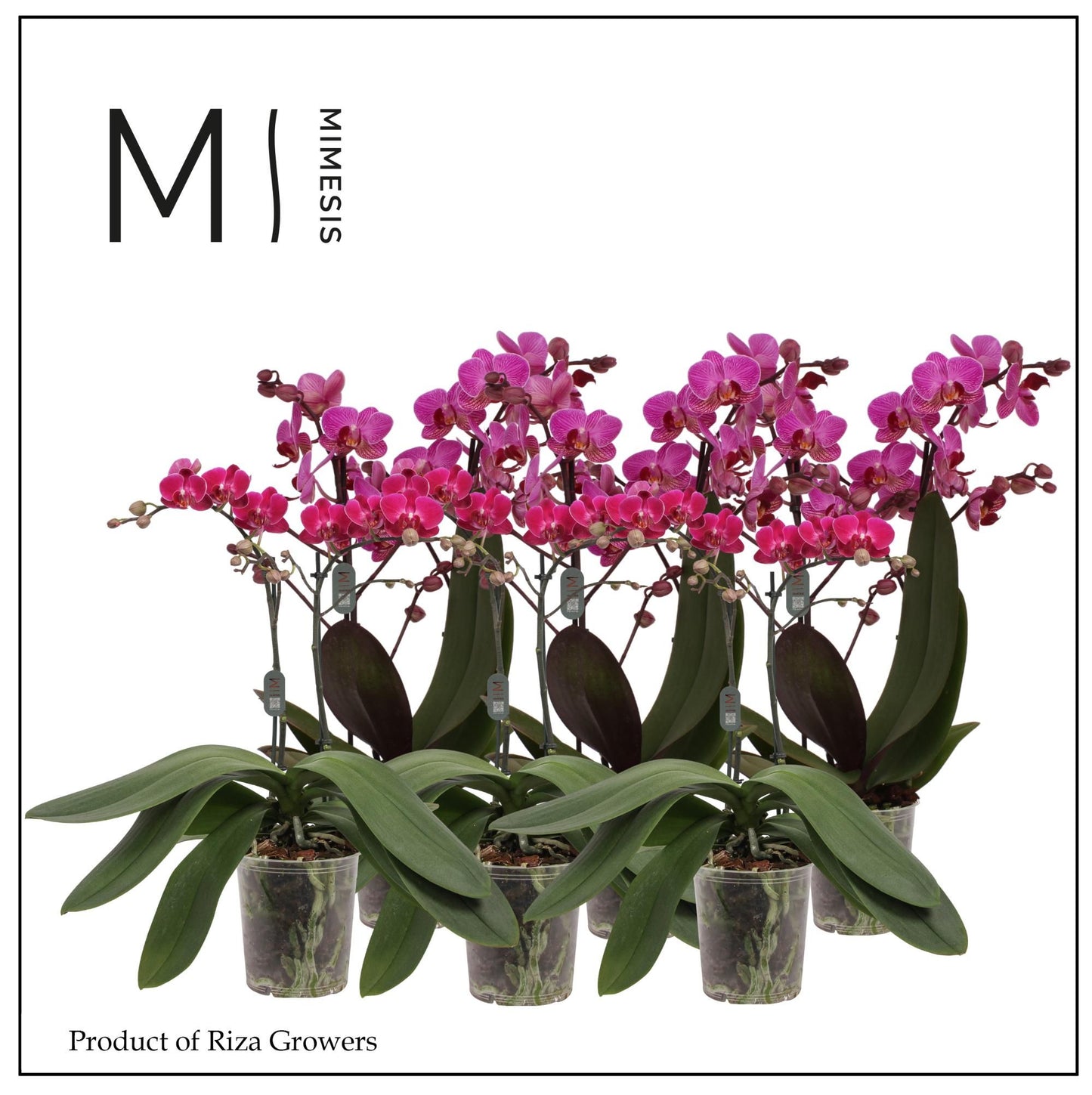 Phalaenopsis Purple 50cm 12cm Pot