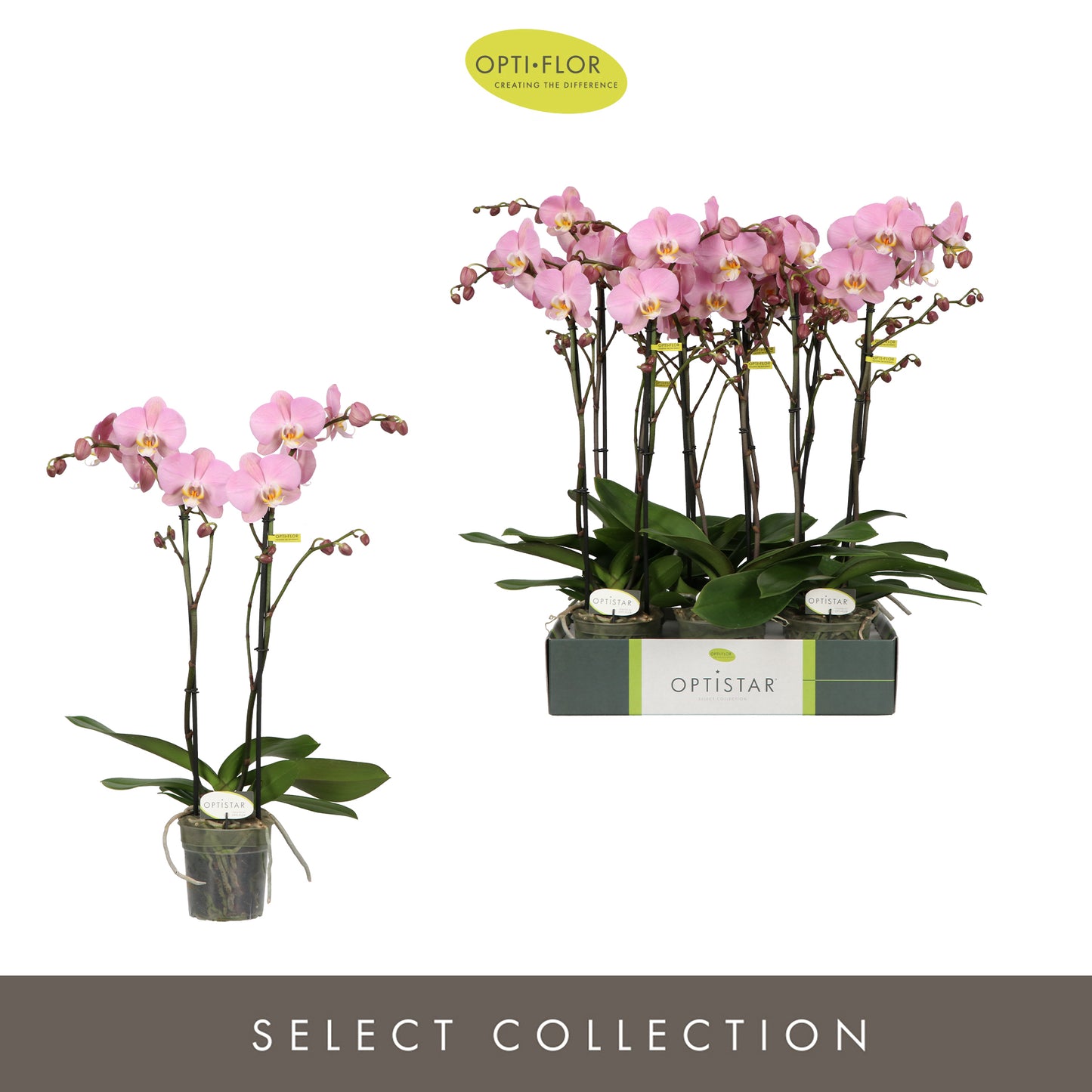 Phalaenopsis Padova 60cm 12cm Pot