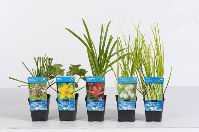 Waterplants mix 20cm 9cm Pot