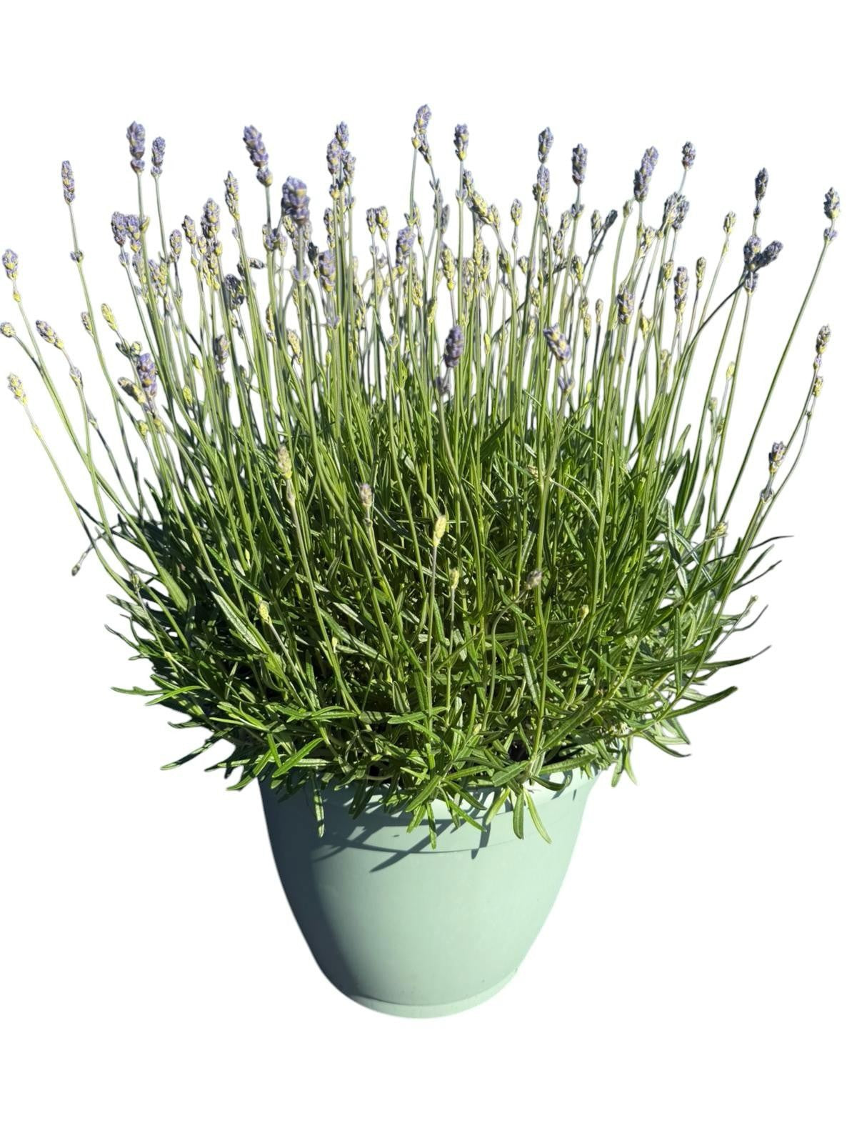 Lavandula angustifolia 45cm 32cm Pot