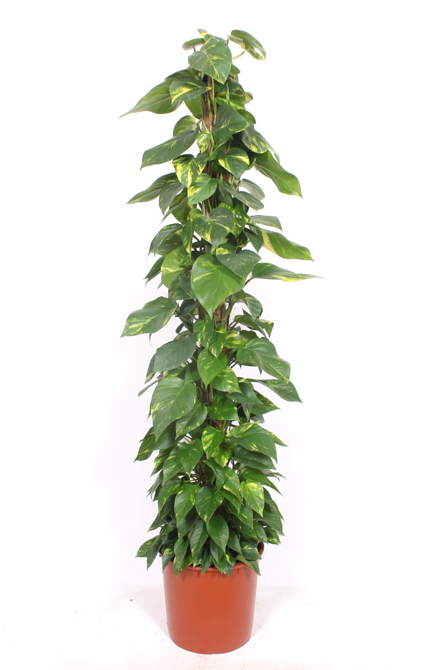 Epipremnum pinatum mosspole 180cm 34cm Pot
