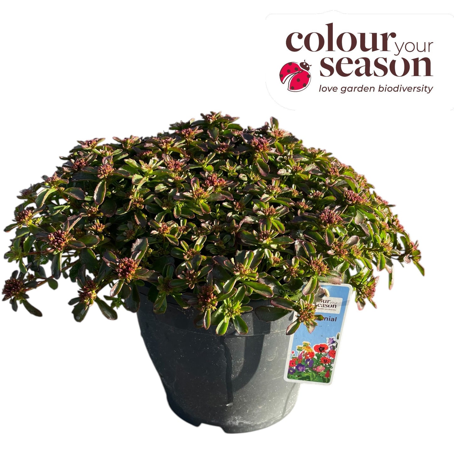 Sedum spurium 25cm 26cm Pot