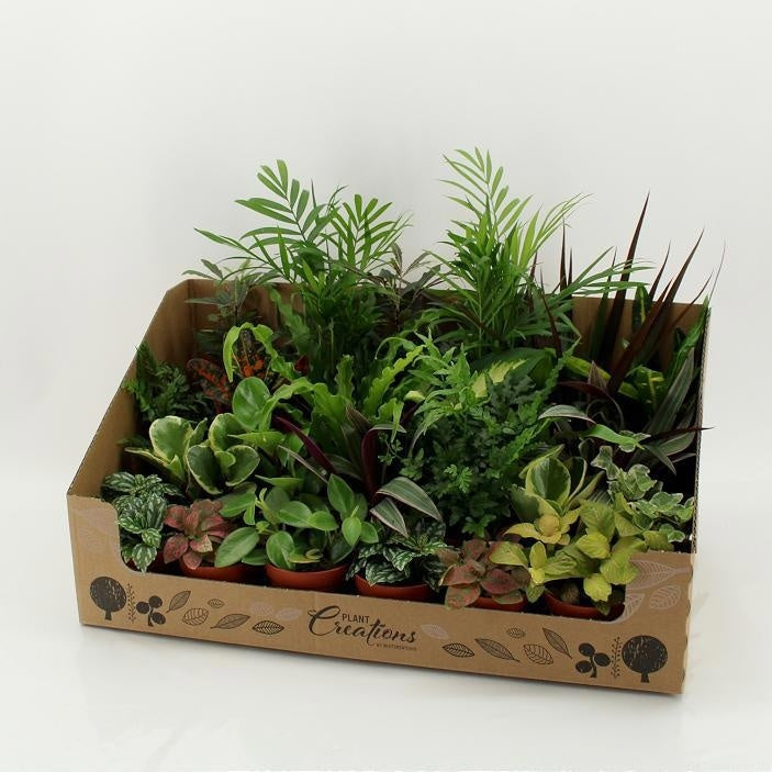 Kamerplanten budget mix showbox 35cm 9cm Pot