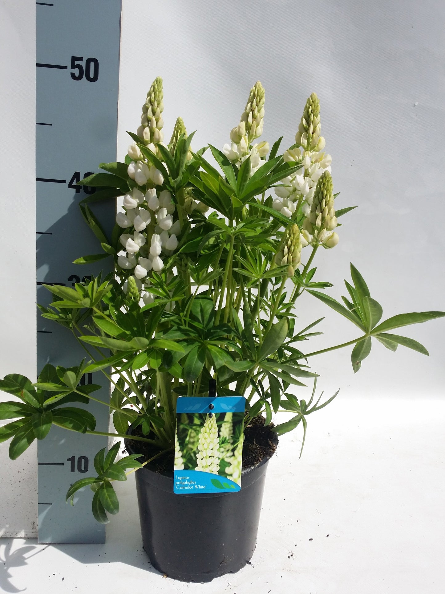Lupinus pol. Lupini White 30cm 17cm Pot