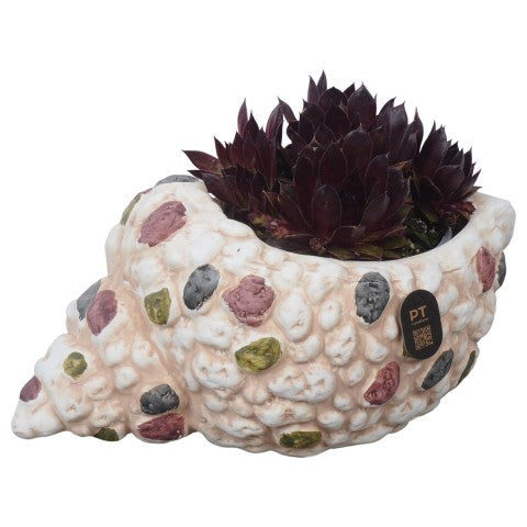 PTS7483 Arrangementen Sempervivum 13cm 23cm Pot