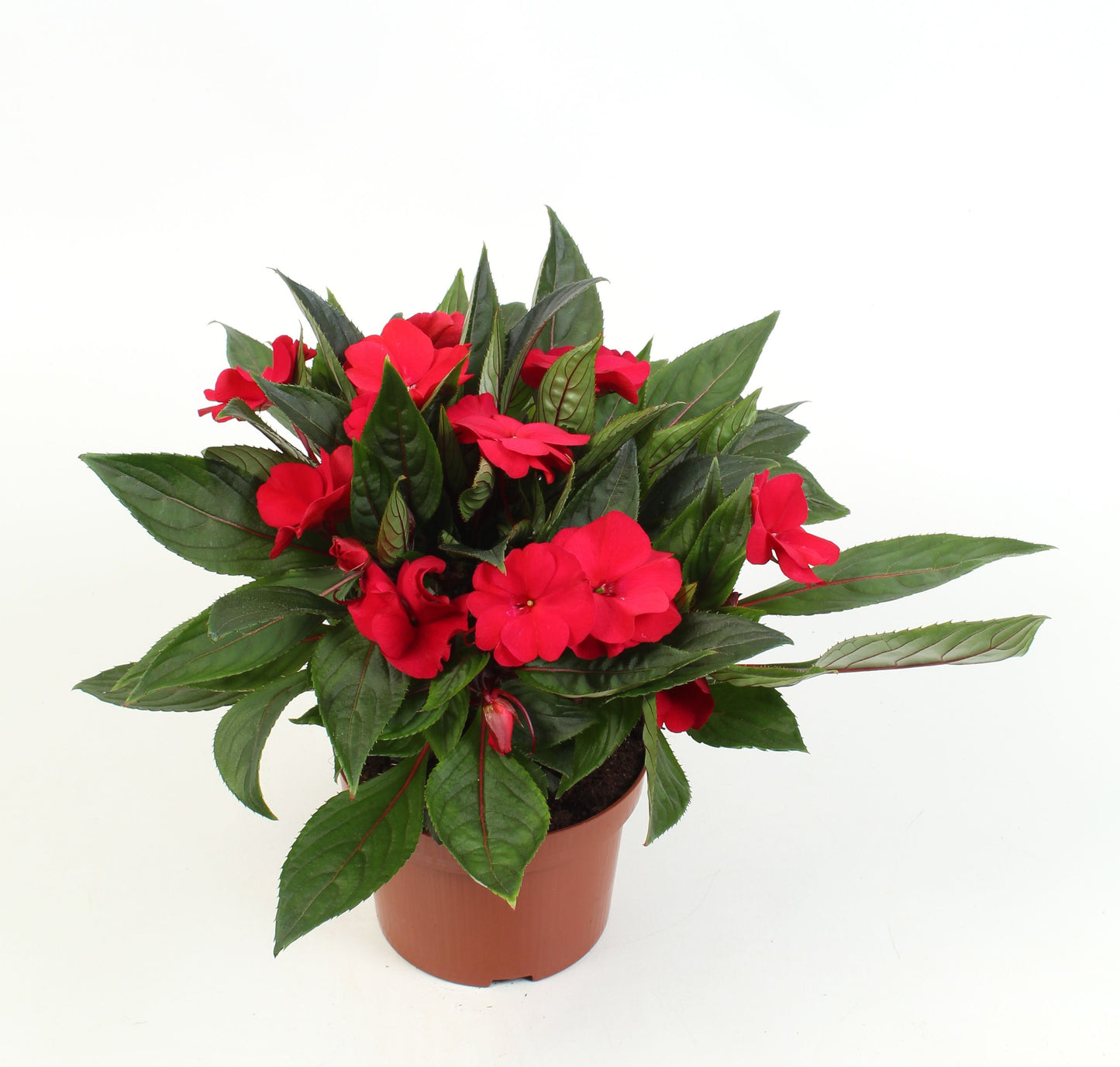 Impatiens ng. Tamarinda Dark Red 25cm 13cm Pot