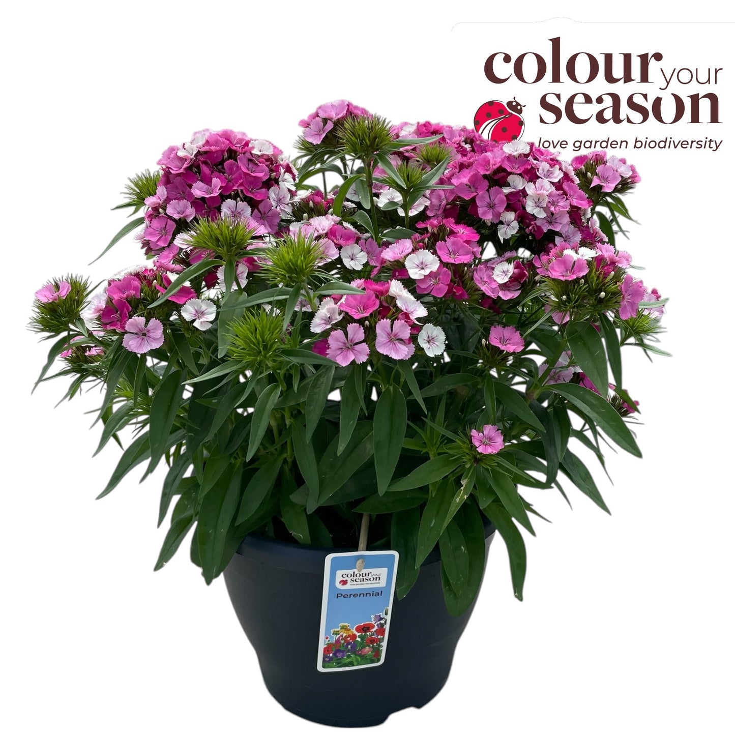 Dianthus barbatus ("Sweet William") 40cm 26cm Pot