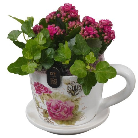 PTIB5199 Arrangementen kamerplanten 18cm 14cm Pot