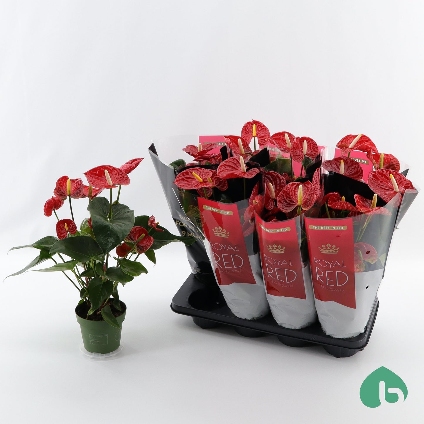 Breugem Plants B.v. Anthurium Madural Pack of 8