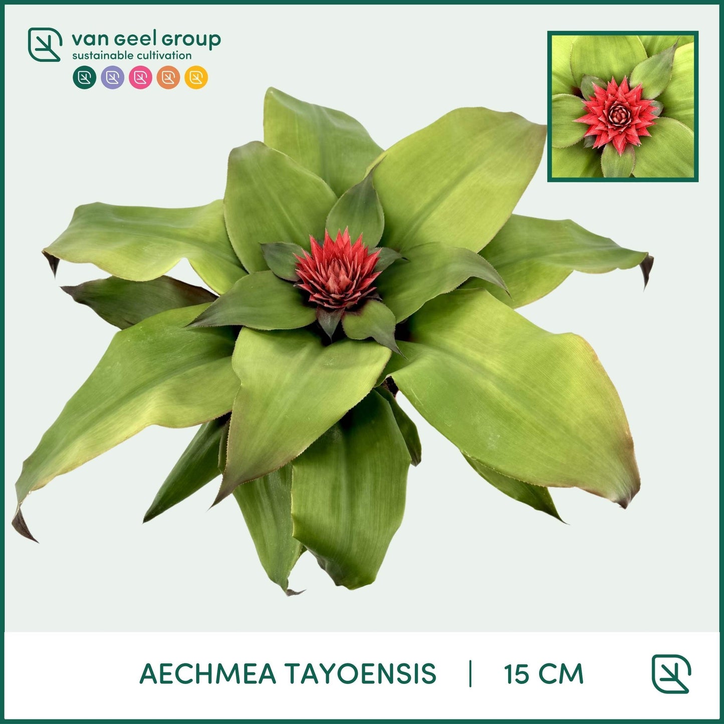 Aechmea Tayoensis 40cm 15cm Pot