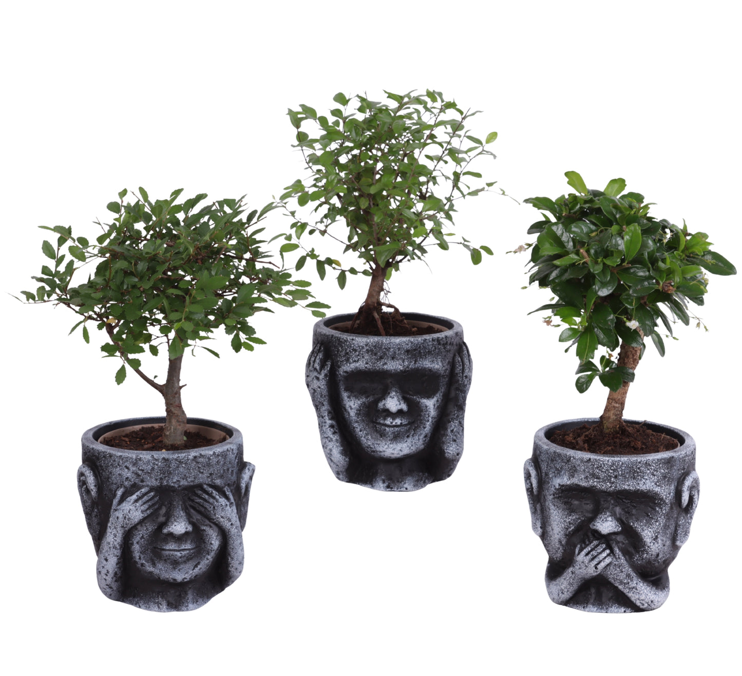 Bonsai mix ball shape (+ drp.ceramic) 25cm 12cm Pot