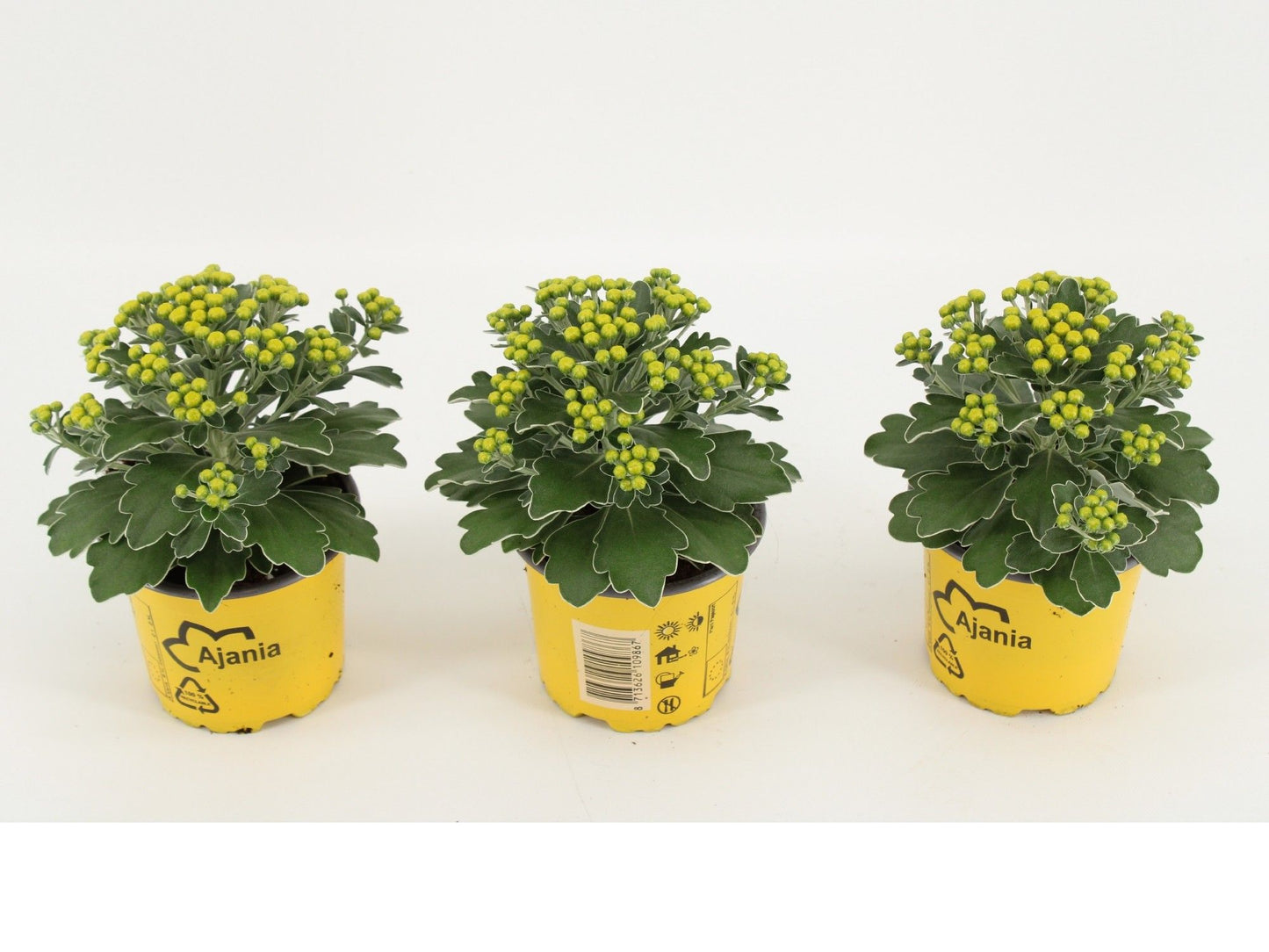 Ajania Silver and Gold 15cm 510cm Pot