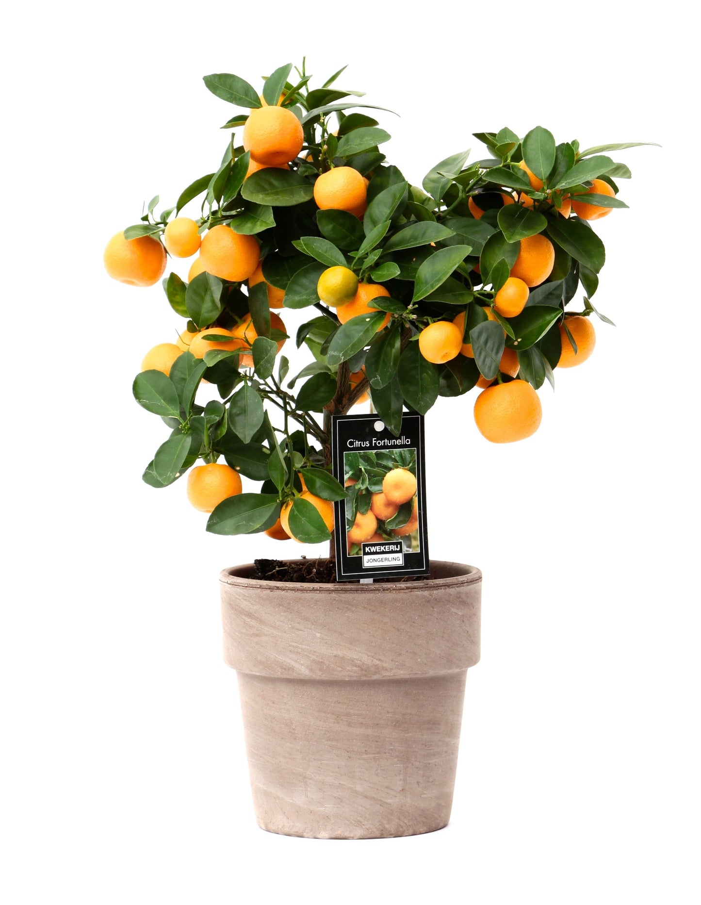 Calamondin in Verona Pot 40cm 16cm Pot