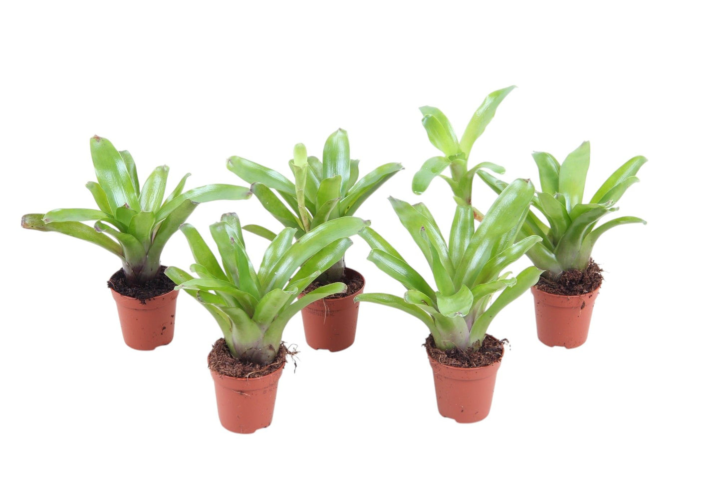 Nidularium Fire Ball 15cm 5.5cm Pot