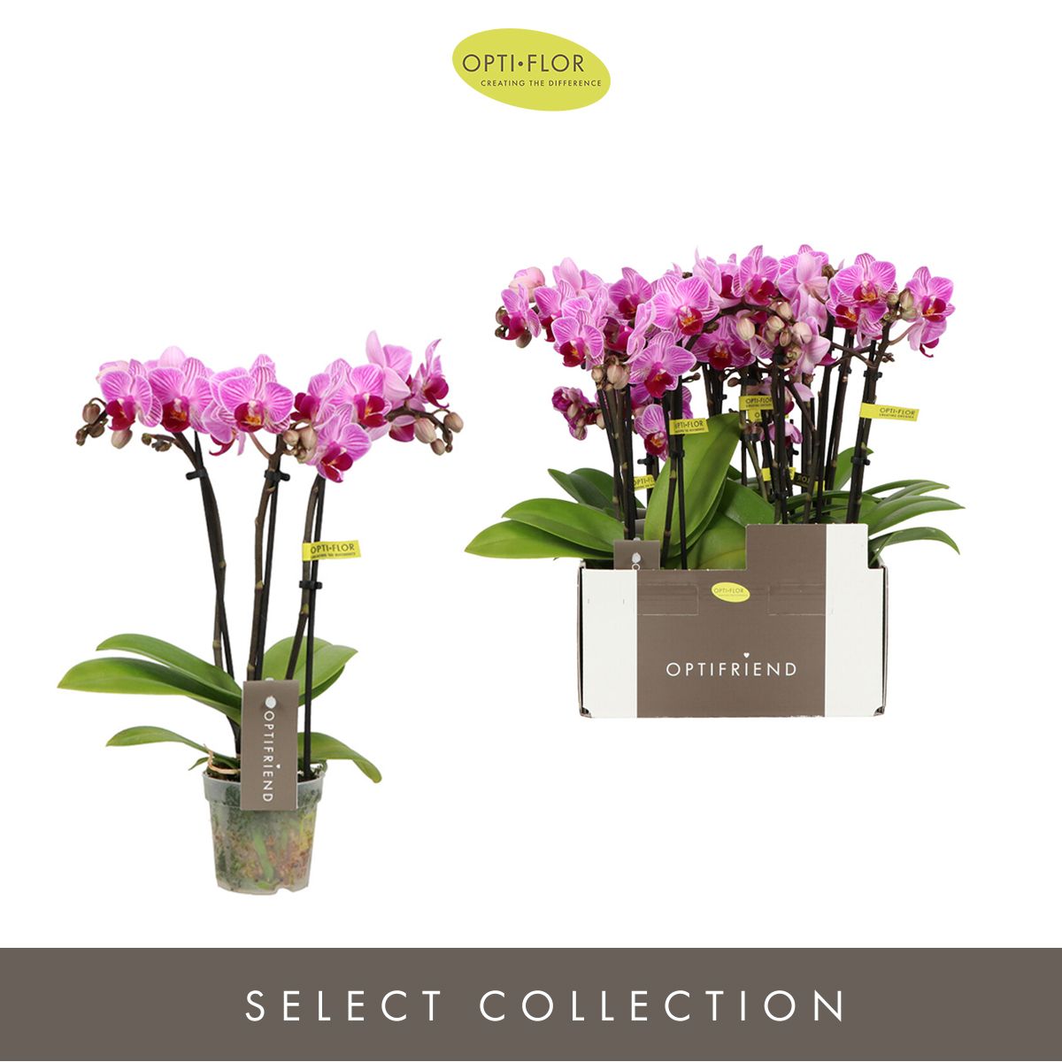 Phalaenopsis mf. Lotte 25cm 7cm Pot