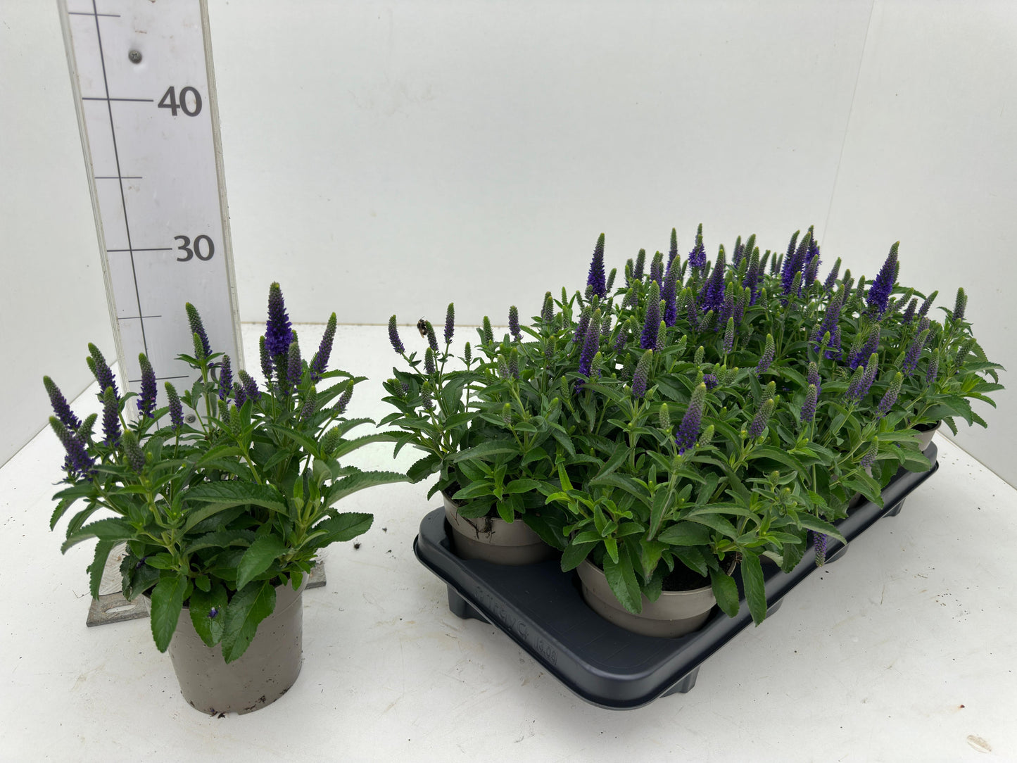 Veronica spic. Anniversary Blue 26cm 512cm Pot
