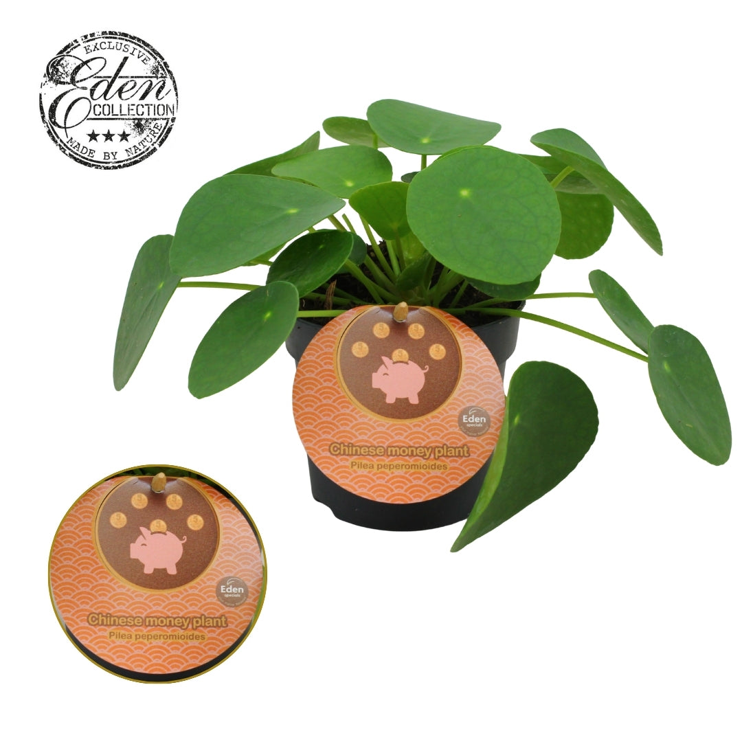 Pilea peperomioides 15cm 10.5cm Pot