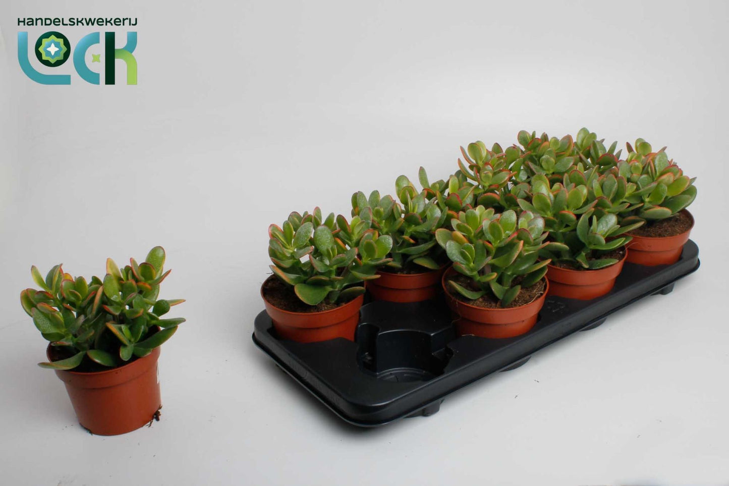 Crassula Sunset 20cm 12cm Pot