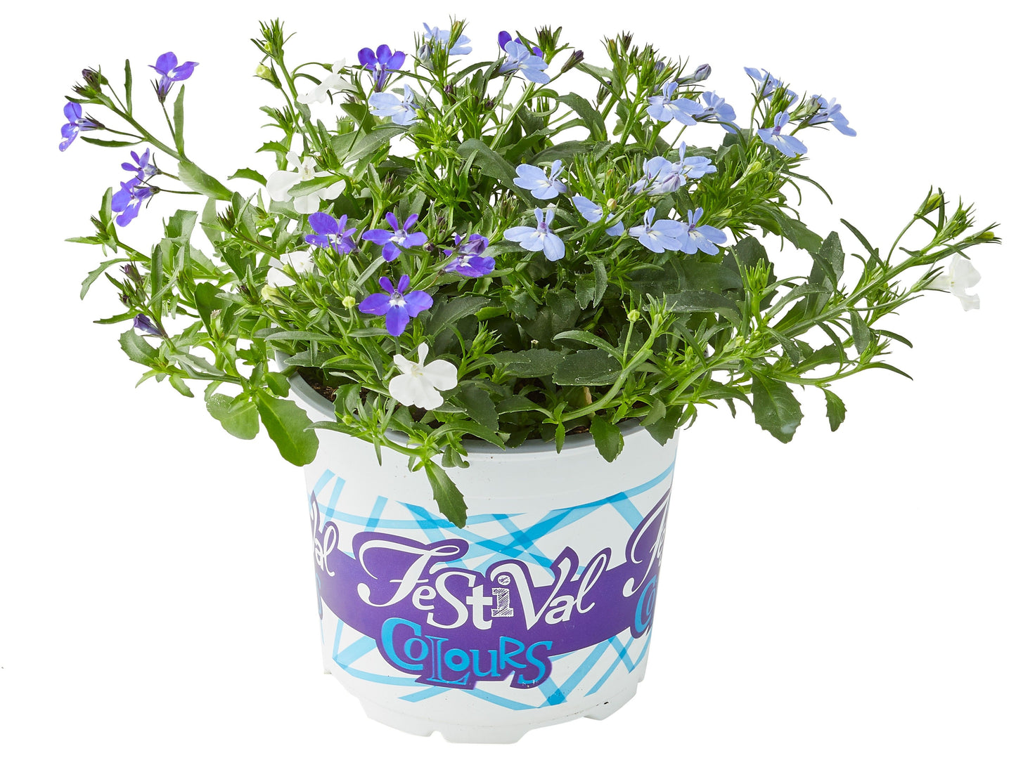Lobelia Trixie Fashion 17cm 12cm Pot