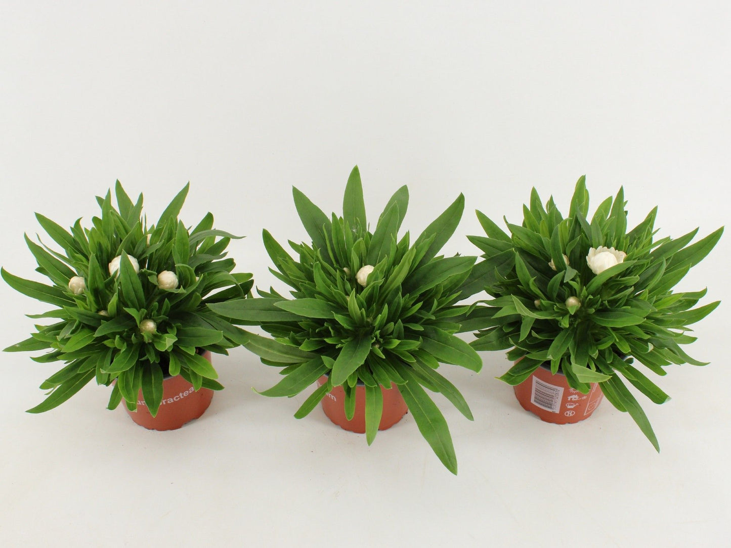 Xerochrysum Dreamtime Jumbo White 25cm 12cm Pot