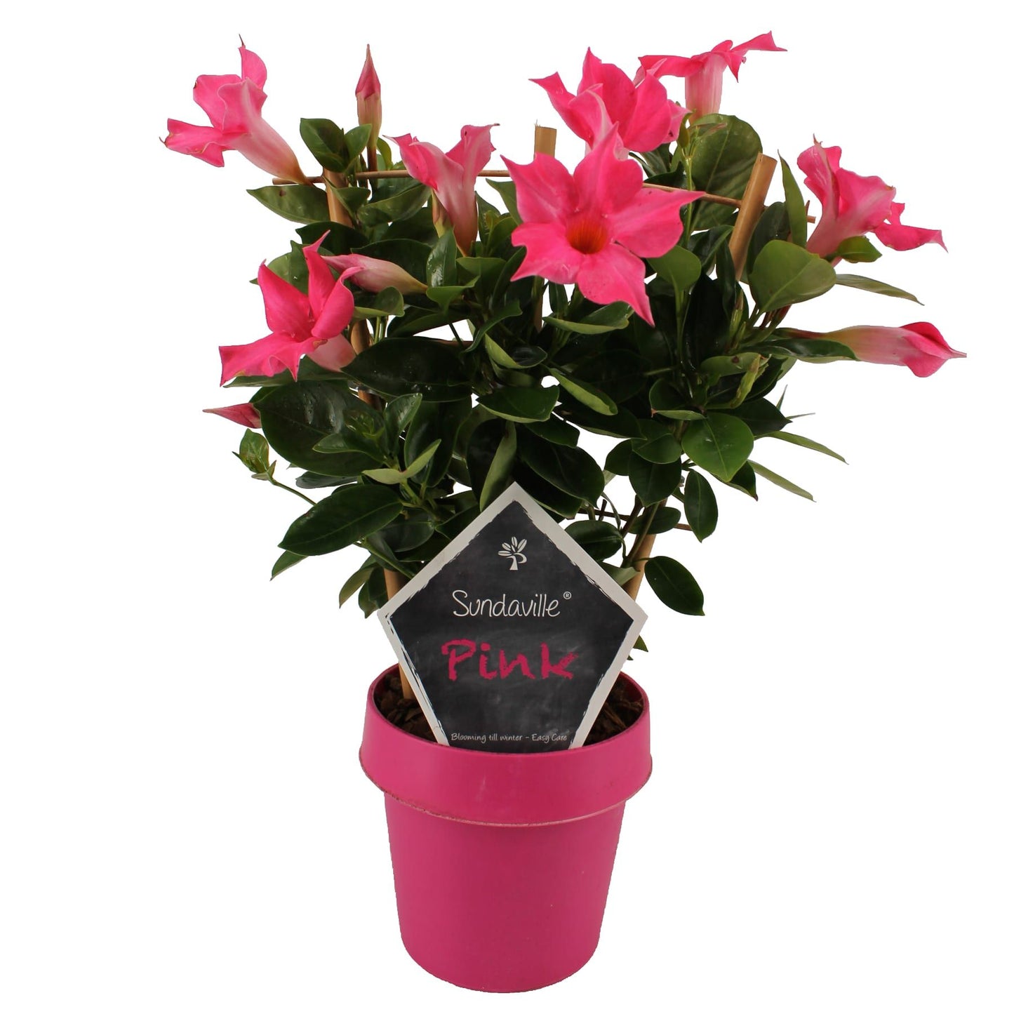 Mandevilla pink trellis 40cm 14cm Pot