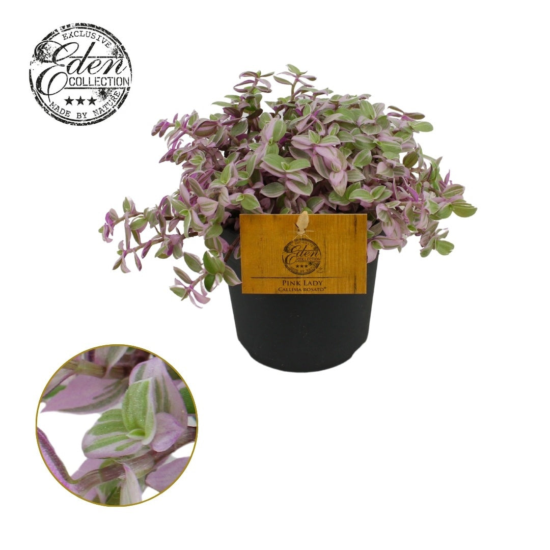 Callisia Rosato 15cm 510cm Pot