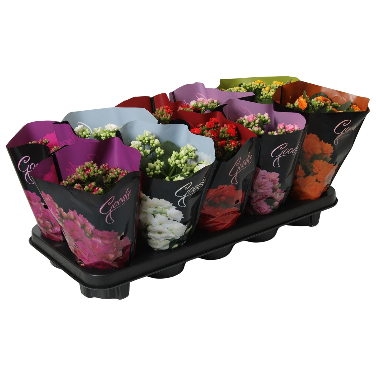 Kalanchoe Rose Flowers mix Goodie Deluxe 24cm 10.5cm Pot