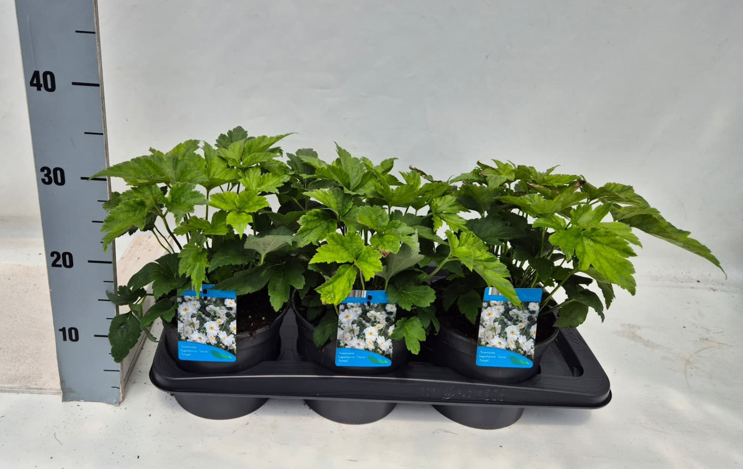 Anemone hup. Honorine Jobert 35cm 17cm Pot