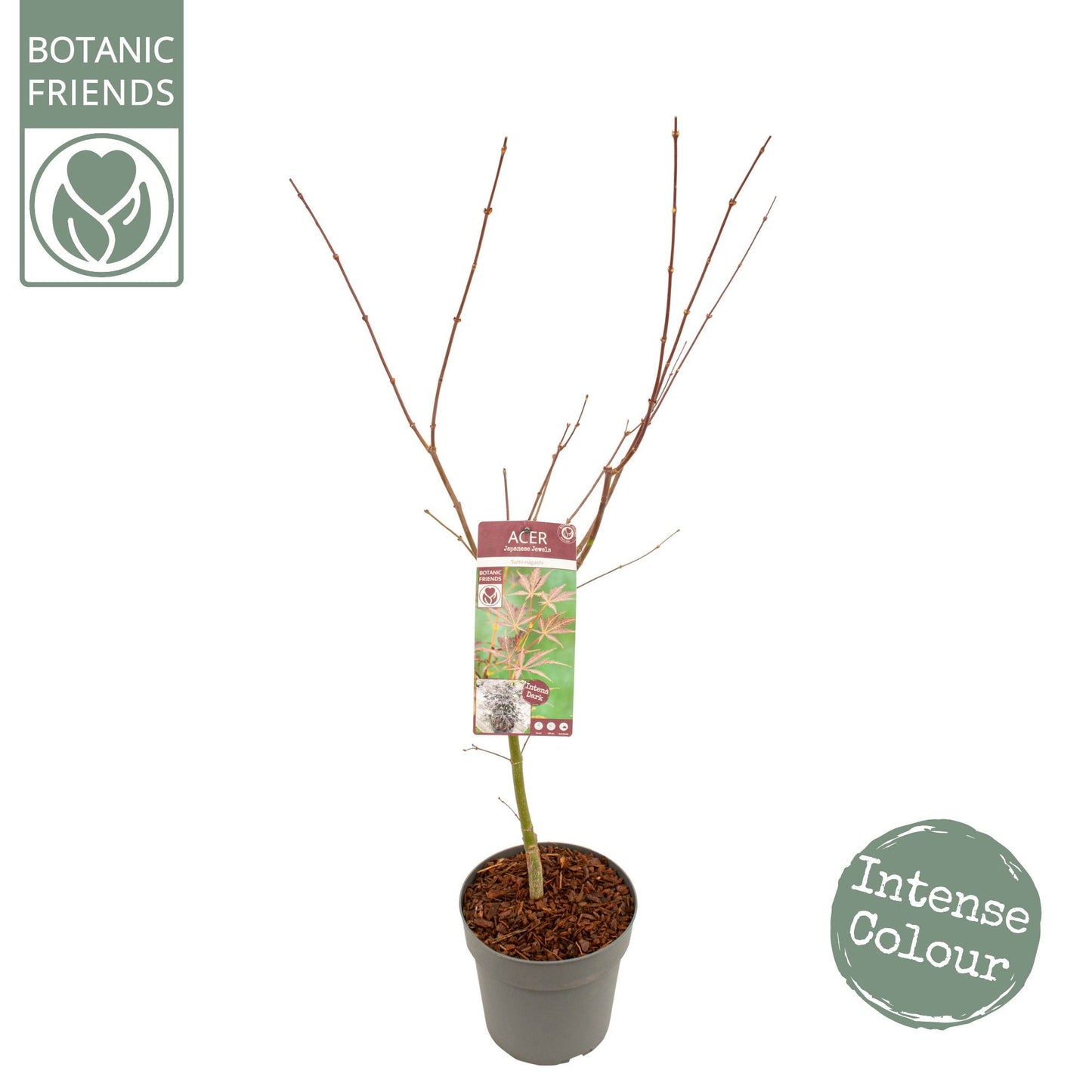 Acer Sumi-Nagashi 80cm 24cm Pot