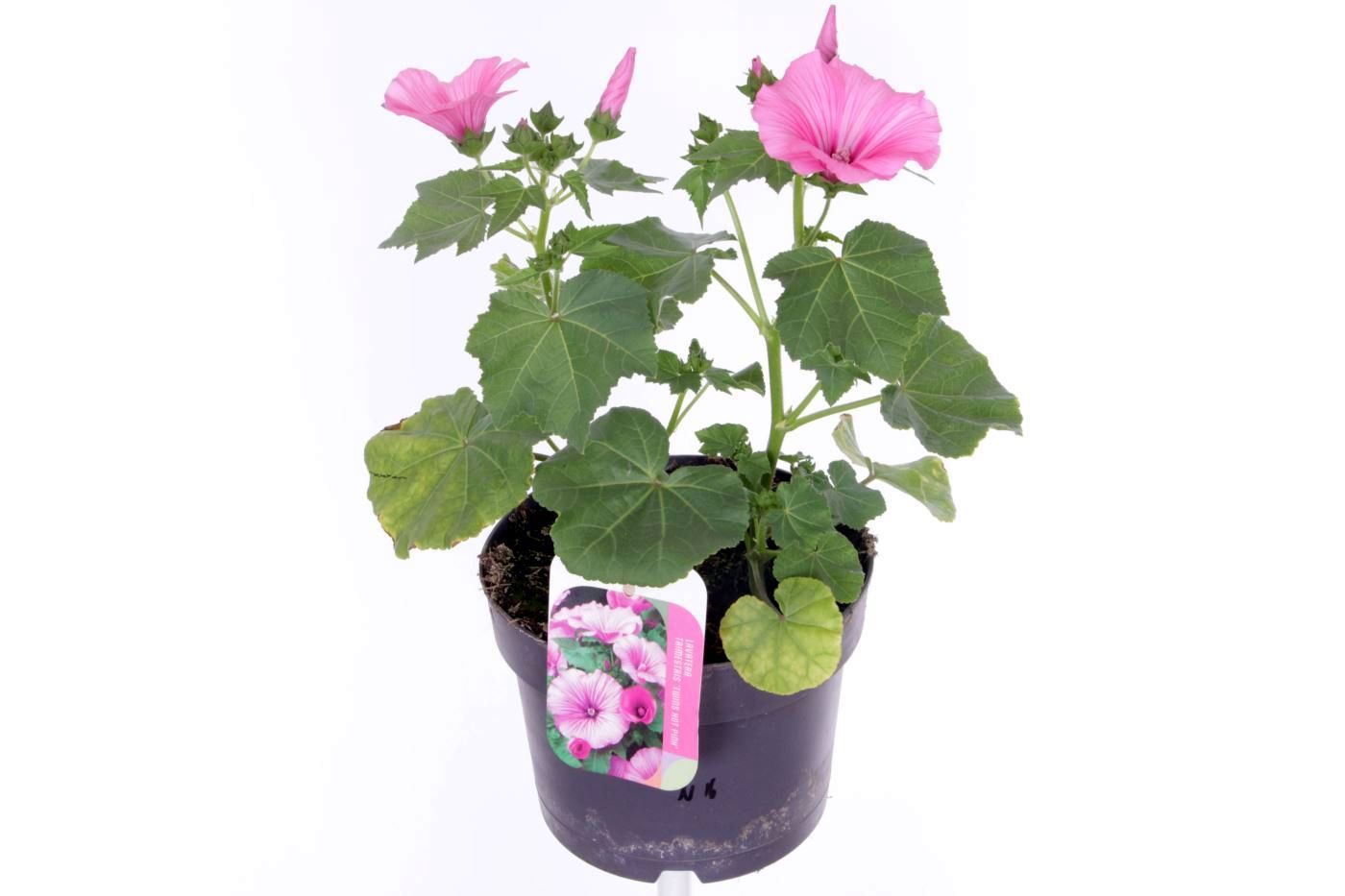Lavatera Burgundy Wine 35cm 17cm Pot