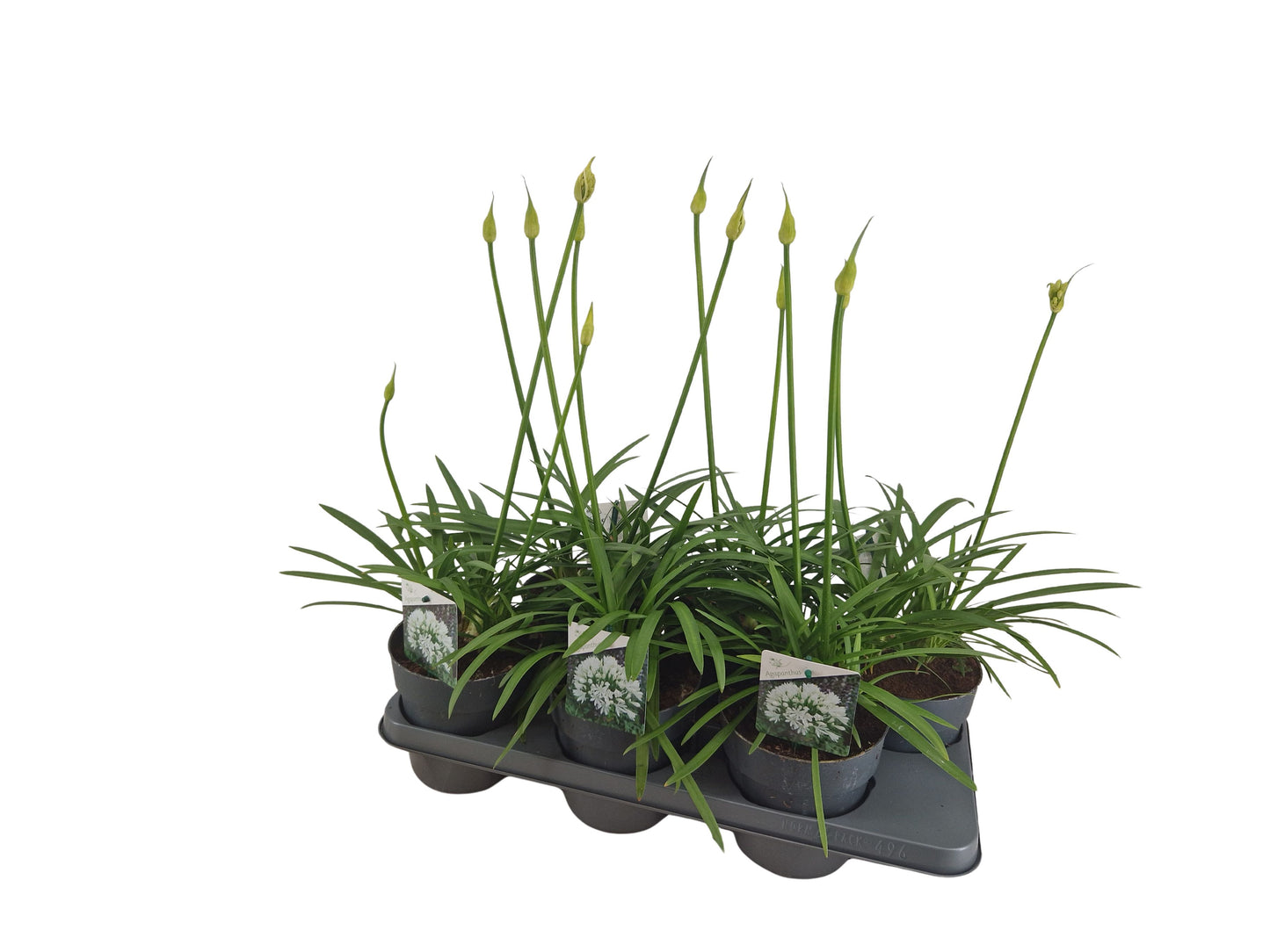 Agapanthus Charlotte 80cm 15cm Pot