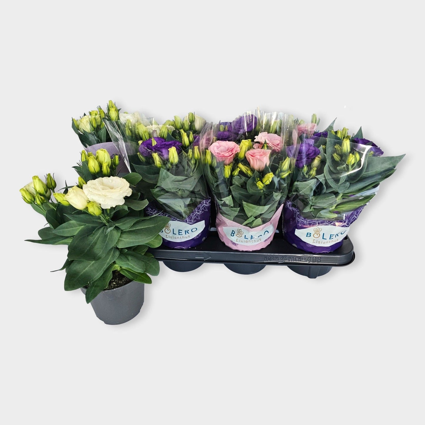 Eustoma Julietta mix 28cm 12cm Pot