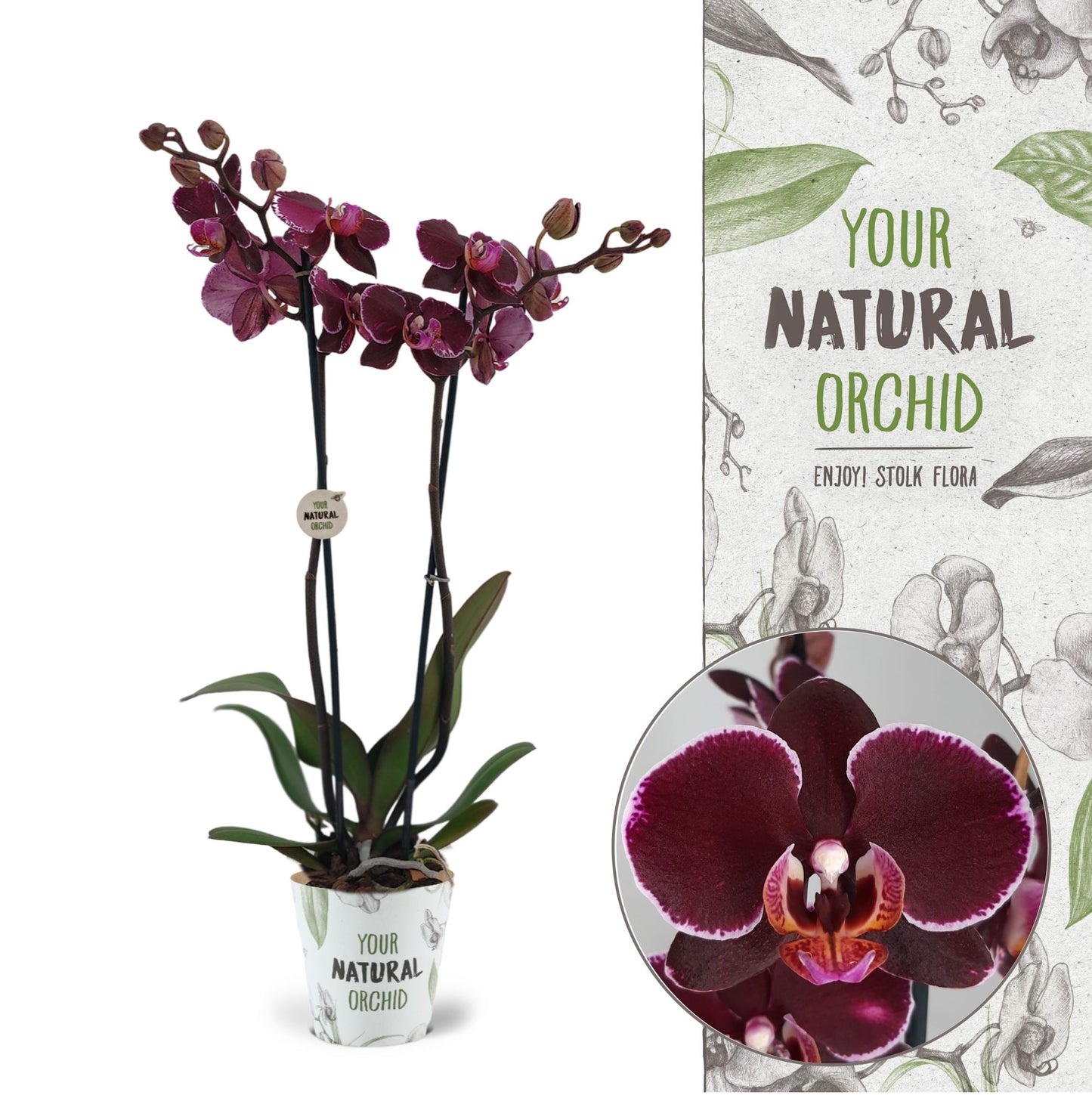 Phalaenopsis Montpellier 60cm 12cm Pot