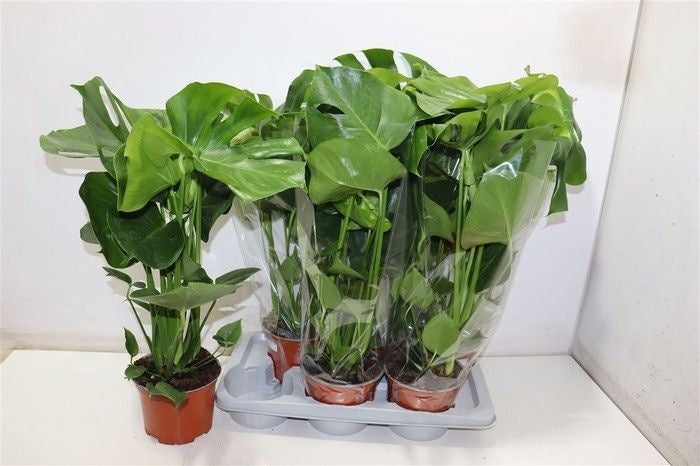 Monstera deliciosa 65cm 17cm Pot