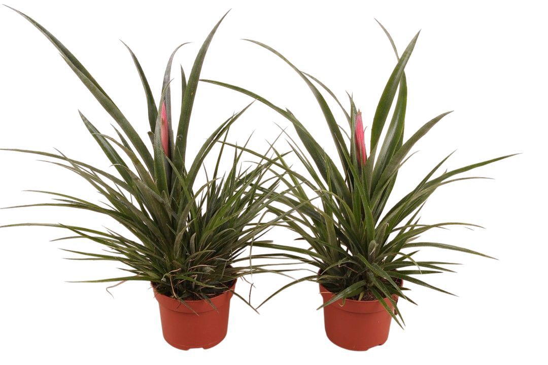 Billbergia windii 45cm 15cm Pot