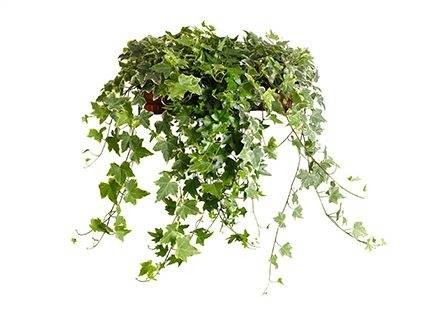 Hedera helix mix 13cm Pot