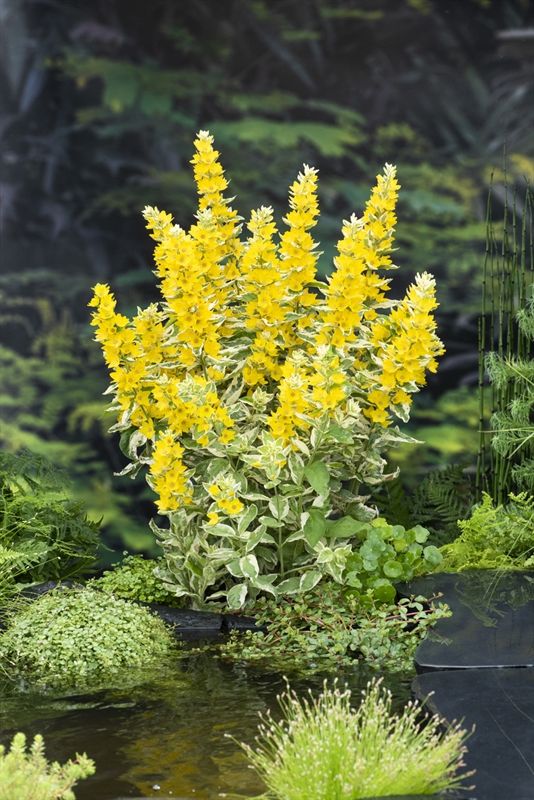 Lysimachia punctata Variegata 20cm 9cm Pot