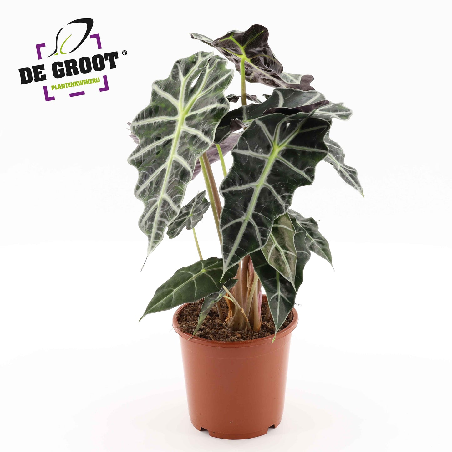 Alocasia Polly 50cm 17cm Pot
