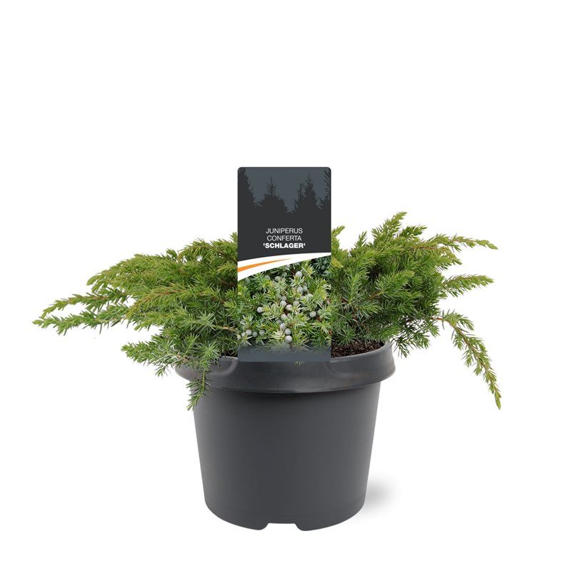 Juniperus Schlager 25cm 19cm Pot