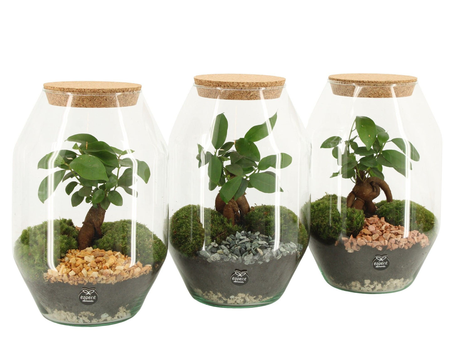 arr. Kamerplanten 90805 25cm 17cm Pot